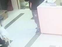 有問(wèn)題找警察，薩摩耶派出所報(bào)案，不注意這件事，對(duì)狗狗致命，警察蜀黍卻幫不上忙！