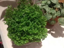 這幾種植物擺家中，空氣清新一整年！