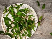 植物可以去甲醛嗎？甲醛治理原理是什么