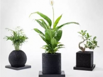 怎么甲醛治理靠得牢？竹炭、植物成最大“騙局”